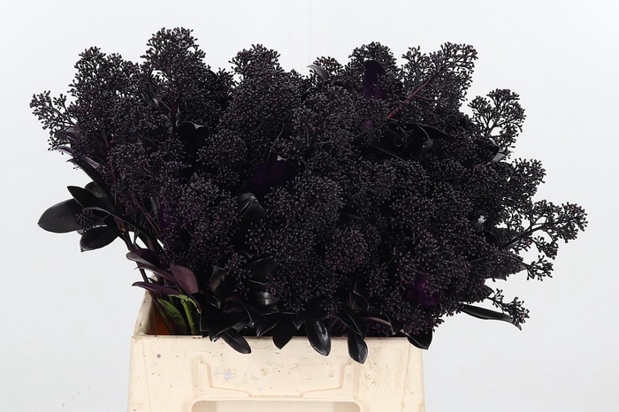 <h4>Skimmia Kl Bh Aubergine</h4>