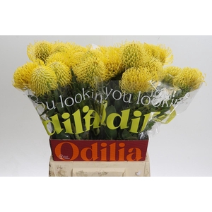 Nutans Ayoba Saffron