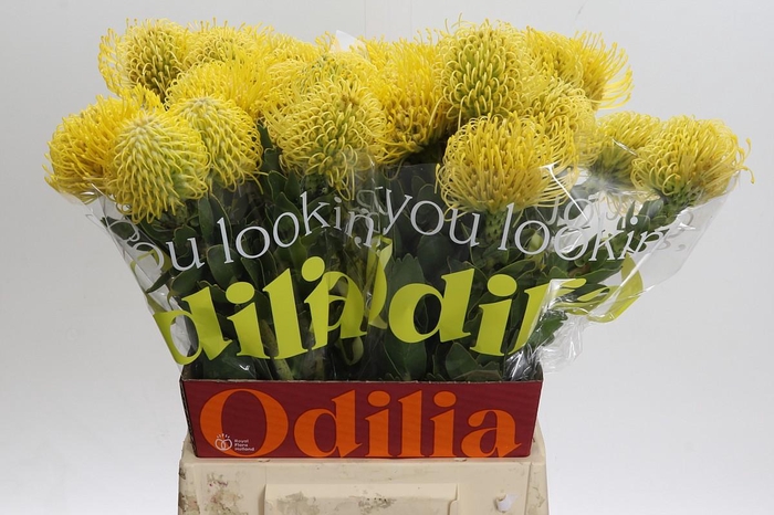 <h4>Nutans Ayoba Saffron</h4>