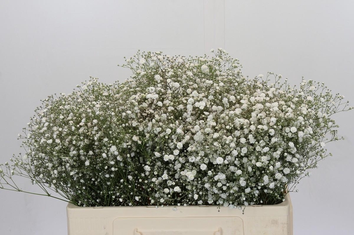 <h4>Gyps Xlence</h4>