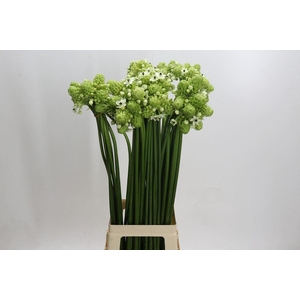 Ornithogalum saundersiae