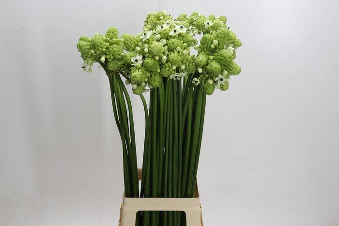 <h4>Ornithogalum saundersiae</h4>