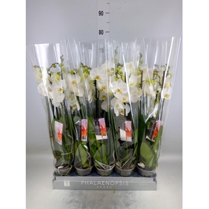 Phalaenopsis  'Ant Nottingham'