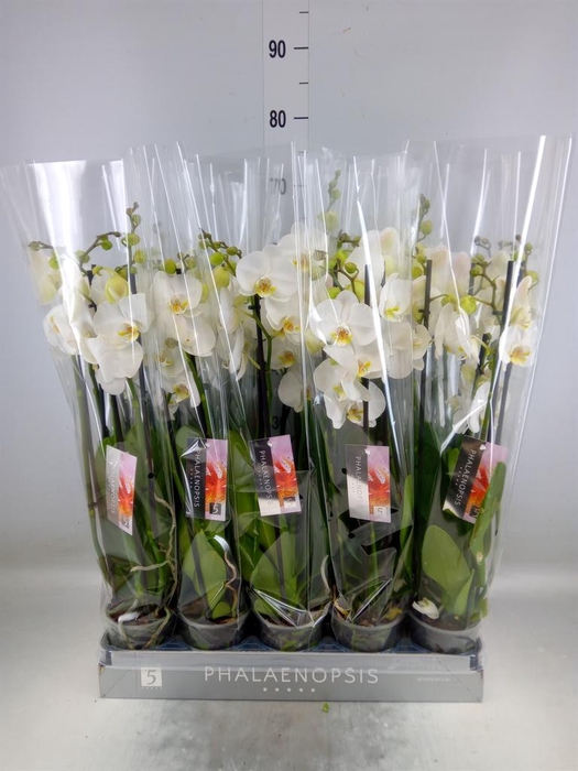 <h4>Phalaenopsis  'Ant Nottingham'</h4>