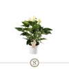 Anthurium Andreanum White Champion