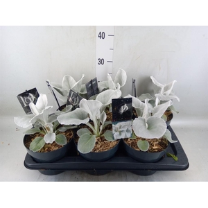 Senecio   ...