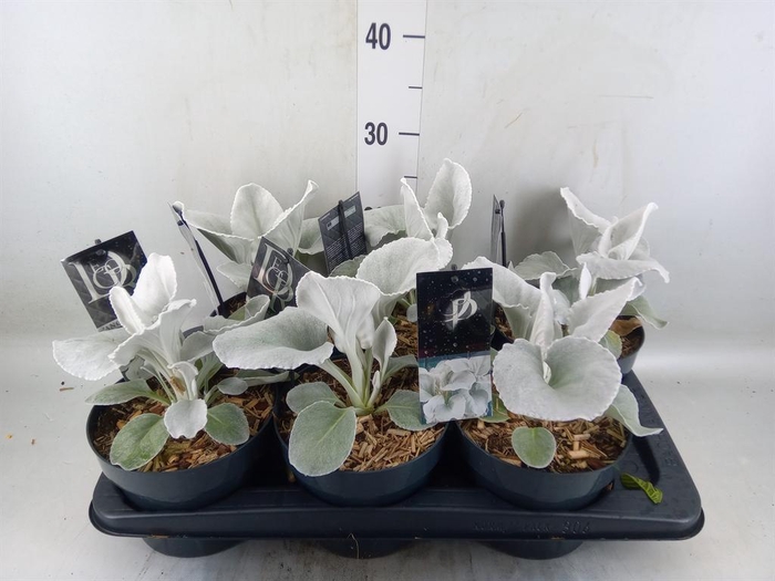 <h4>Senecio   ...</h4>