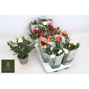 RO KORDANA GEM 5 SRT