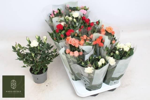 <h4>RO KORDANA GEM 5 SRT</h4>