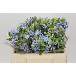 Oxypetalum Tweedia Blue