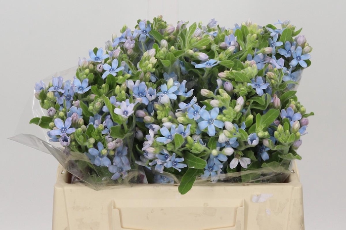 <h4>Oxypetalum Tweedia Blue</h4>