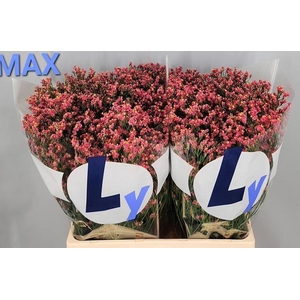LIM SIN MAX DIA