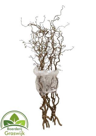 <h4>Corylus Av Contorta</h4>