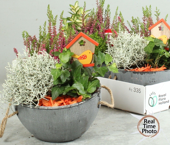 <h4>ARR TUINPLANTEN</h4>