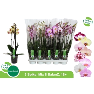 PHAL GEM 8 KL