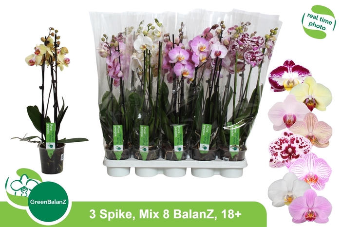 <h4>PHAL GEM 8 KL</h4>