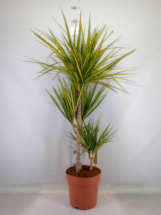 <h4>Dracaena marg. 'Sunray'</h4>
