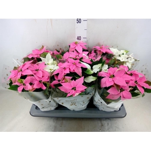 Euphorbia pulc. 'Princ'  ..mix