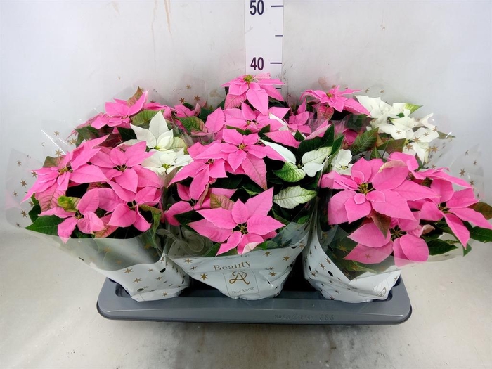 <h4>Euphorbia pulc. 'Princ'  ..mix</h4>