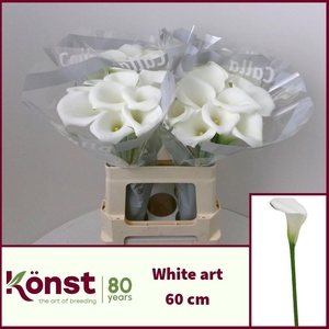 ZANT WHITE ART