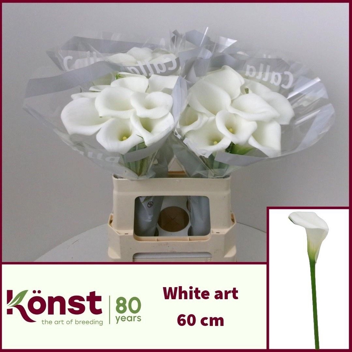 <h4>ZANT WHITE ART</h4>