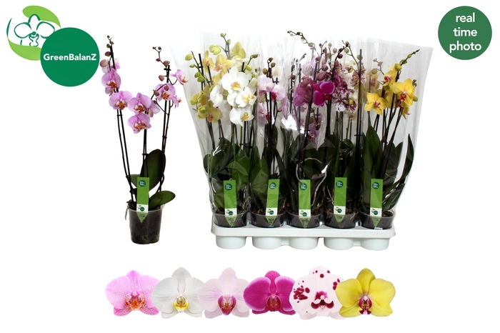 <h4>PHAL GEM 5 KL</h4>