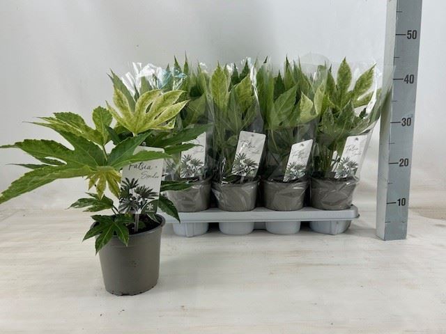 Fatsia Variegata