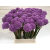 Allium Gladiator