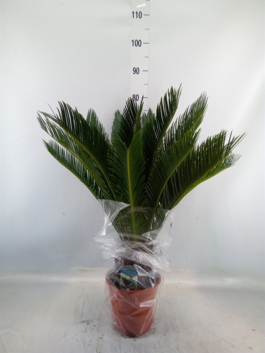 <h4>Cycas revoluta</h4>