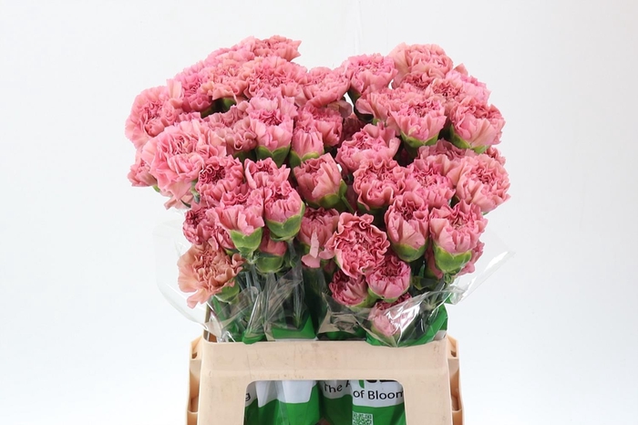 <h4>Di St Lege Pink 60cm</h4>