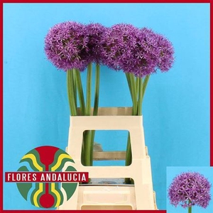 Allium Globemaster