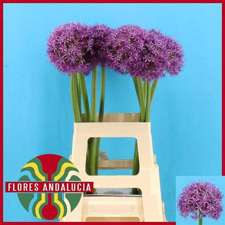 Allium Globemaster