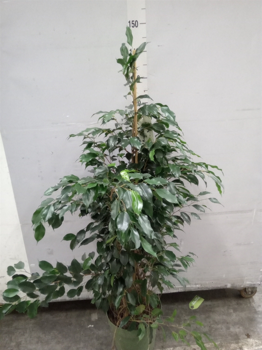 <h4>Ficus benja. 'Danielle'</h4>