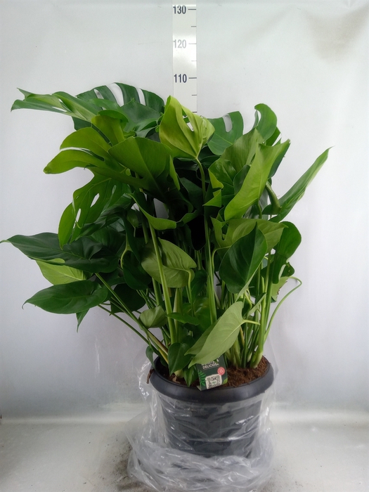 <h4>Monstera delic.</h4>