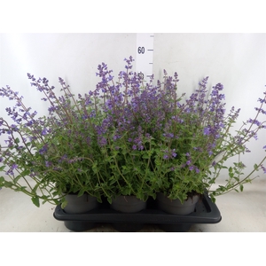 Nepeta faassenii