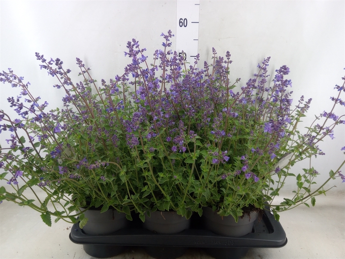 <h4>Nepeta faassenii</h4>