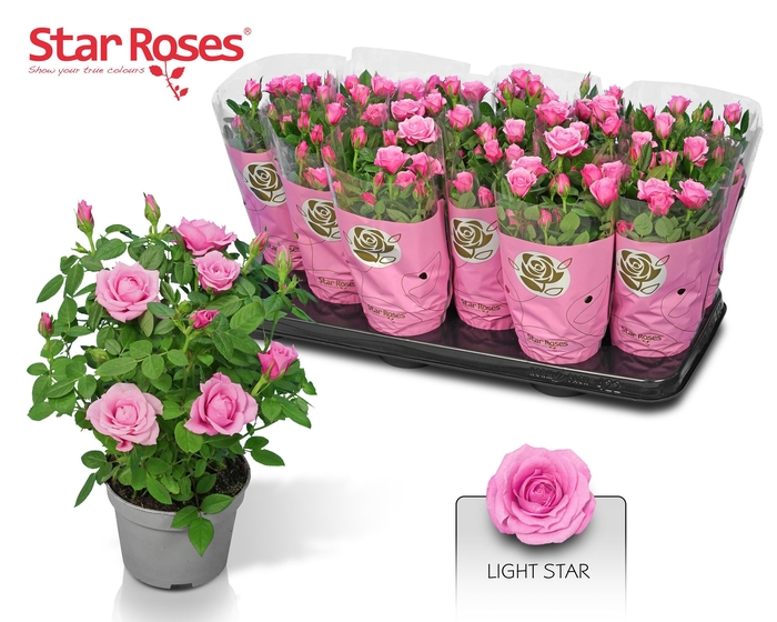 <h4>RO LIGHT STAR</h4>