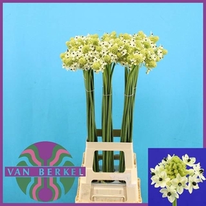 ORNITHOGALUM SAUNDERSIAE