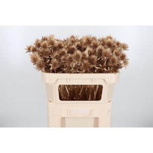 Eryn Supernova Kl Bh Antiek Goud