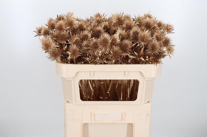 <h4>Eryn Supernova Kl Bh Antiek Goud</h4>