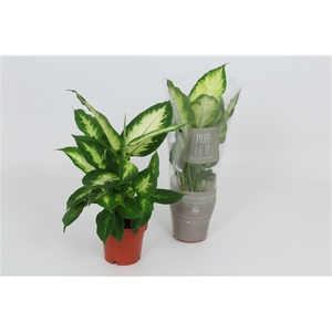 Purify Dieffenbachia Camilla 12 cm