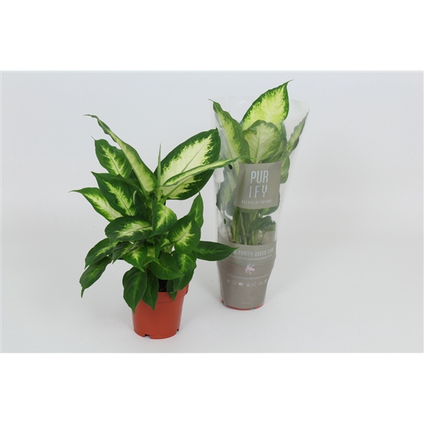 <h4>Purify Dieffenbachia Camilla 12 cm</h4>