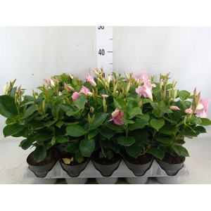 Mandevilla  'Sundavil Pretty Pink '