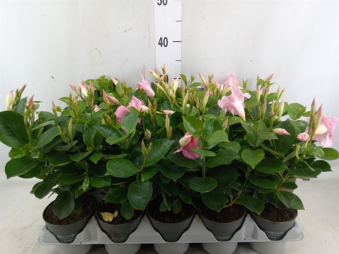 <h4>Mandevilla  'Sundavil Pretty Pink '</h4>