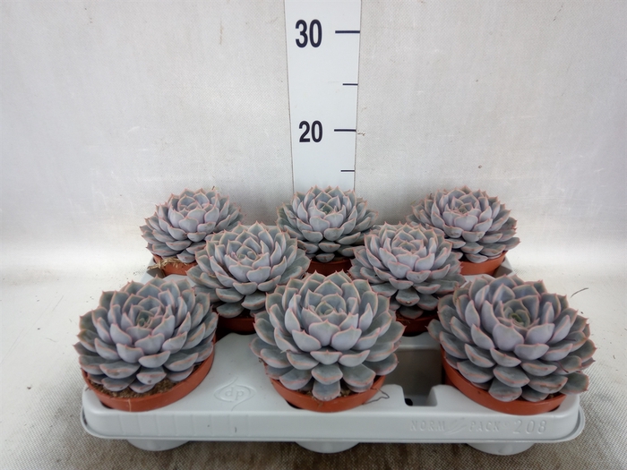 <h4>Echeveria  'Orion'</h4>