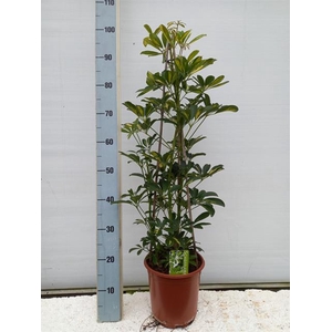 Schefflera Gold Capella 21Ø 100cm 3pp