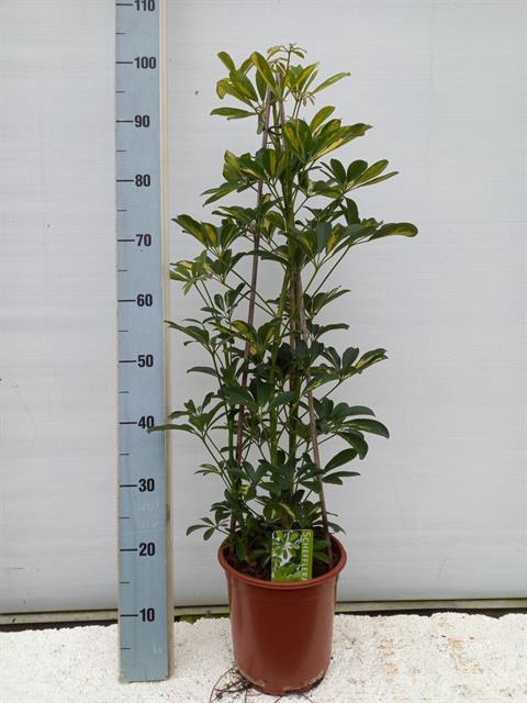 Schefflera Gold Capella 21Ø 100cm 3pp