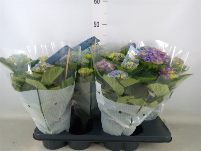 <h4>Hydrangea mac. 'Magical Revolution'</h4>