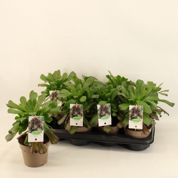 <h4>Aeonium arboreum</h4>