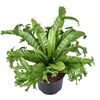 Asplenium nidus Crissie
